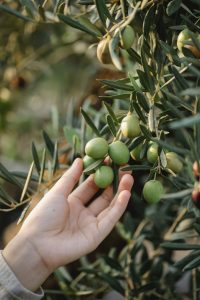 Argan Oil Tree