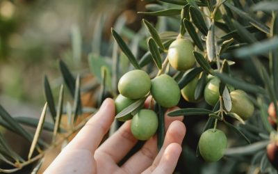 Top 10 Reasons to Switch to Argan Oil Hair Products Today